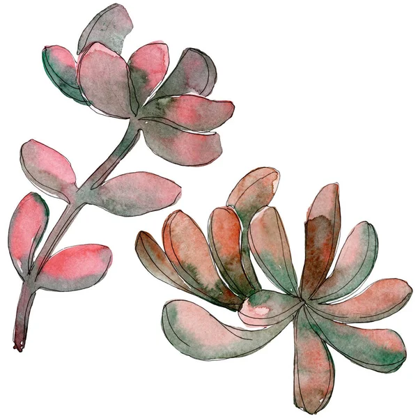 Джунгли сочный цветочный ботанический цветок. Дикий весенний цветок изолирован. Акварельный набор фона. Акварель для рисования акварелью. Изолированный сочный иллюстрационный элемент . — стоковое фото