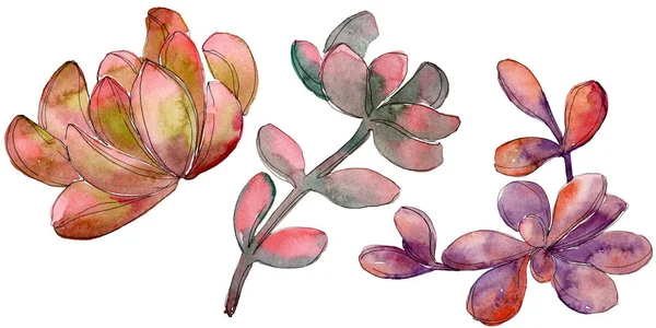 Dschungel saftige Blumen botanische Blume. wildes Frühlingsblatt Wildblume isoliert. Aquarell Hintergrund Set vorhanden. Aquarell zeichnen Mode-Aquarell. isolierte saftige Illustrationselemente. — Stockfoto