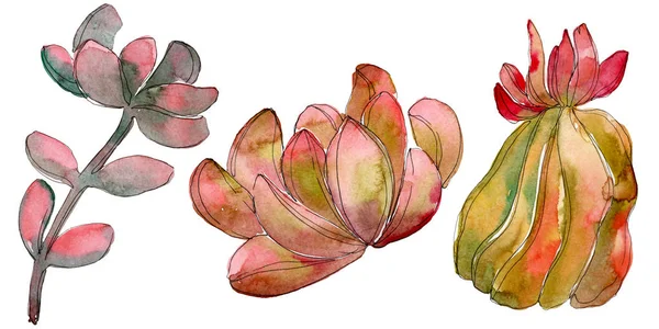 Jungle succulent floral botanical flower. Wild spring leaf wildflower isolated. Watercolor background set. Watercolour drawing fashion aquarelle. Isolated succulent illustration element. — Stock Photo