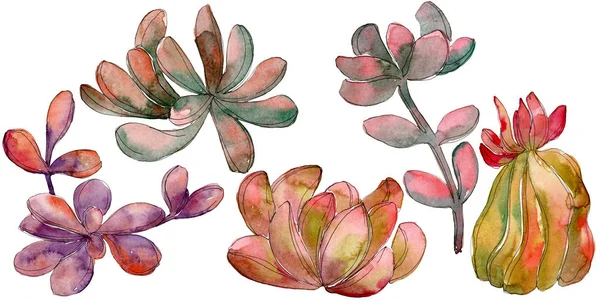 Jungle succulent floral botanical flower. Wild spring leaf wildflower isolated. Watercolor background set. Watercolour drawing fashion aquarelle. Isolated succulent illustration element. — Stock Photo