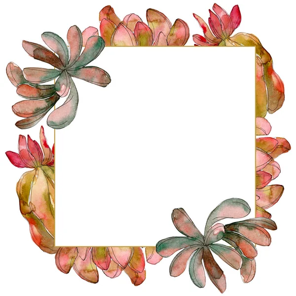 Selva suculenta flor botánica floral. Flor silvestre de hoja de primavera aislada. Conjunto de ilustración de fondo acuarela. Acuarela dibujo moda acuarela aislado. Marco borde ornamento cuadrado . — Stock Photo