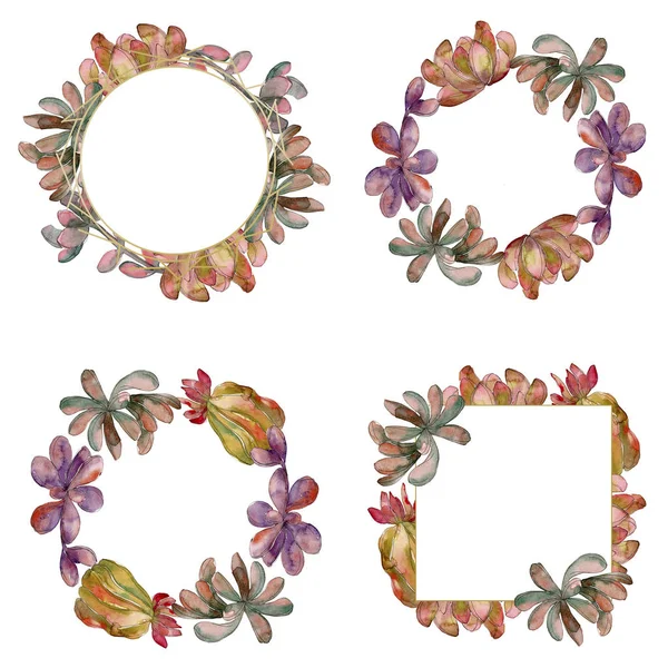 Giungla succulento fiore botanico floreale. Fiore selvatico primaverile isolato. Acquerello sfondo illustrazione set. Acquerello disegno moda acquerello isolato. Quadrato ornamento bordo cornice . — Foto stock