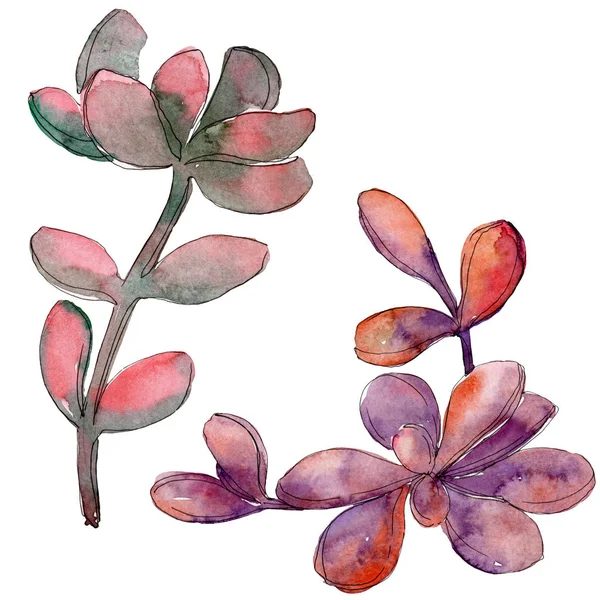 Dschungel saftige Blumen botanische Blume. wildes Frühlingsblatt Wildblume isoliert. Aquarell Hintergrund Set vorhanden. Aquarell zeichnen Mode-Aquarell. isolierte saftige Illustrationselemente. — Stockfoto