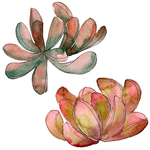 Giungla succulento fiore botanico floreale. Fiore selvatico primaverile isolato. Set sfondo acquerello. Acquerello disegno moda acquerello. Elemento illustrativo succulento isolato . — Foto stock