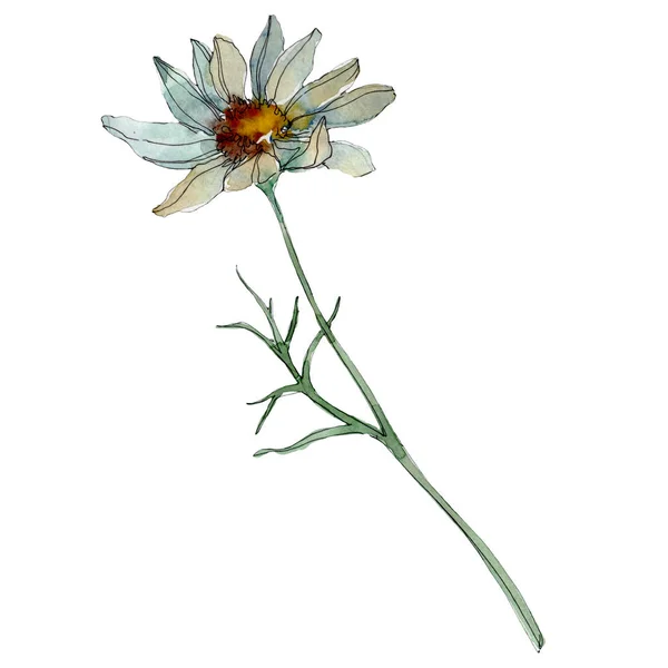 Flor de manzanilla con hojas verdes aisladas en blanco, acuarela ilustración - foto de stock