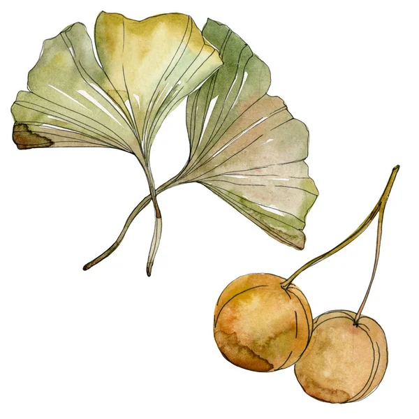 Green red ginkgo biloba leaves. Watercolor background illustration set. Isolated gingko illustration element. — Stock Photo