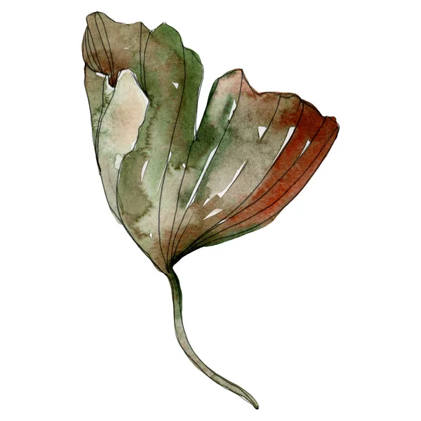Foglia di ginkgo biloba rosso verde. Acquerello sfondo illustrazione set. Isolato elemento illustrazione gingko . — Foto stock