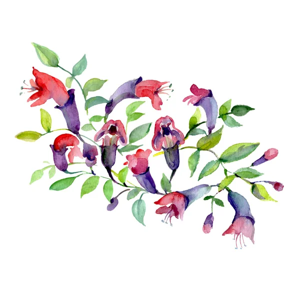 Bouquet of purple flowers with green leaves isolated on white. Watercolor background illustration elements. — Stock Photo