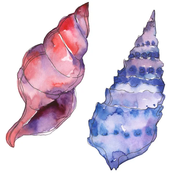 Cáscara marina tropical azul y púrpura aislada en blanco. Acuarela fondo ilustración conjunto . - foto de stock
