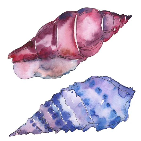 Coquille marine tropicale bleue et violette isolée sur fond blanc. Ensemble d'illustration de fond aquarelle . — Photo de stock