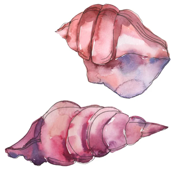 Фіолетова морська тропічна черепашка ізольована на білому. Набір ілюстрацій акварельного фону . — стокове фото