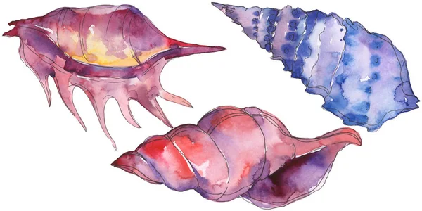 Concha marina tropical púrpura aislada en blanco. Acuarela fondo ilustración conjunto . - foto de stock