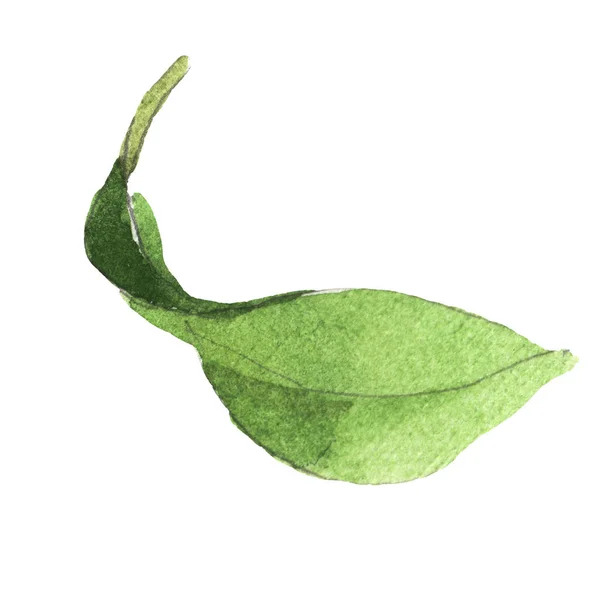 Камелія зелений лист квіткова ботанічна квітка. Набір акварельних фонів. Ізольований елемент ілюстрації камелії . — стокове фото