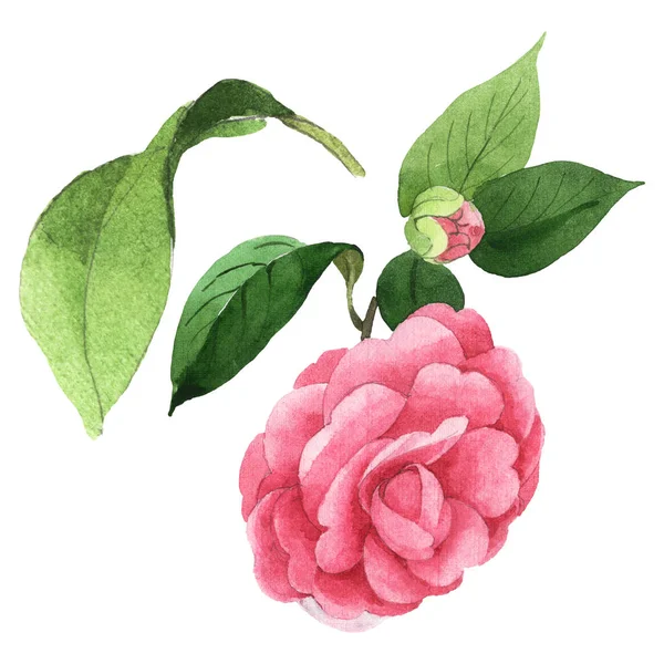 Fleurs botaniques florales de camélia rose. Ensemble d'illustration de fond aquarelle. Elément d'illustration de camélia isolé . — Photo de stock