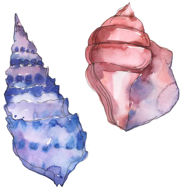 Cáscara marina tropical azul y púrpura aislada en blanco. Acuarela fondo ilustración conjunto . - foto de stock