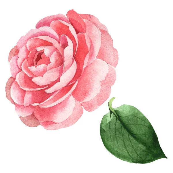 Rosa camelia fiori botanici floreali. Acquerello sfondo illustrazione set. Elemento di illustrazione camelia isolata . — Foto stock