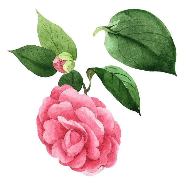Camélia rosa flores botânicas florais. Conjunto de ilustração de fundo aquarela. Isolado elemento ilustração camélia . — Fotografia de Stock