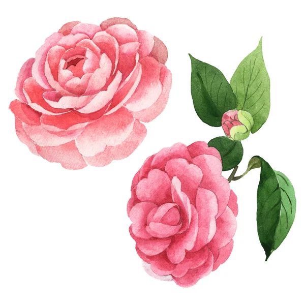 Fleurs botaniques florales de camélia rose. Ensemble d'illustration de fond aquarelle. Elément d'illustration de camélia isolé . — Photo de stock