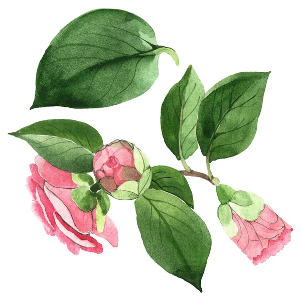 Rosa camelia fiori botanici floreali. Acquerello sfondo illustrazione set. Elemento di illustrazione camelia isolata . — Foto stock