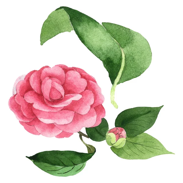 Рожева камелія квіткові ботанічні квіти. Набір ілюстрацій для акварельного фону. Ізольований елемент ілюстрації камелії . — стокове фото