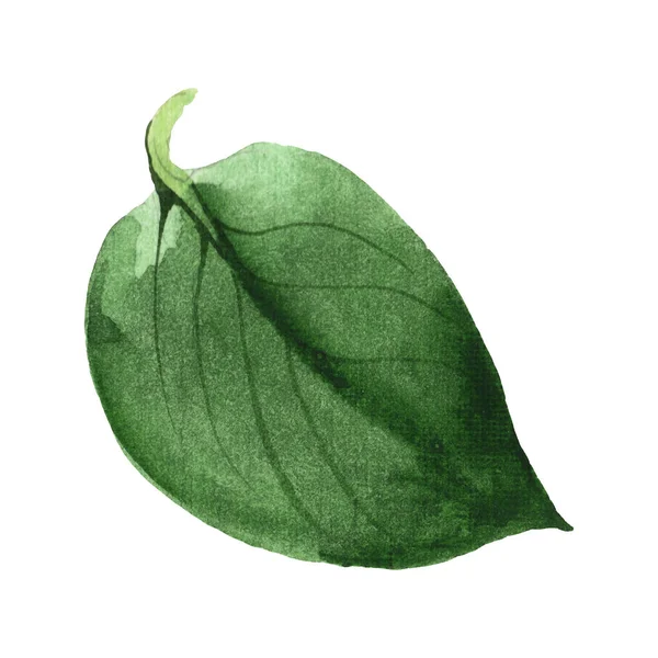 Camelia green leaf floral botanical flower. Watercolor background set. Isolated camelia illustration element. — Stock Photo