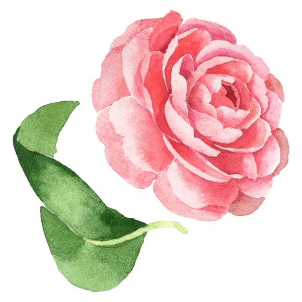 Botanische Blüten rosa Kamelien. Aquarell Hintergrundillustration Set. isolierte Kamelie Illustrationselement. — Stockfoto
