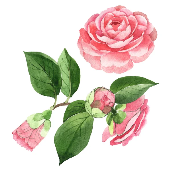 Pink camelia floral botanical flowers. Watercolor background illustration set. Isolated camelia illustration element. — Stock Photo