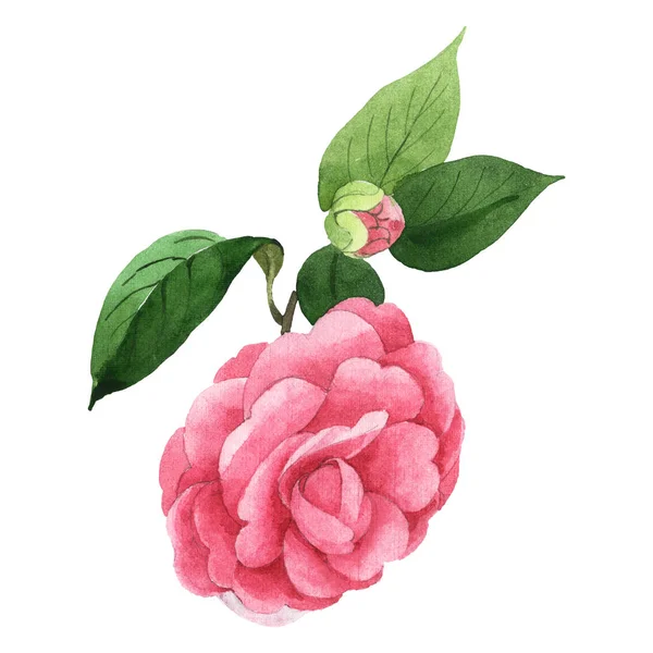 Рожева камелія квіткові ботанічні квіти. Набір ілюстрацій для акварельного фону. Ізольований елемент ілюстрації камелії . — стокове фото