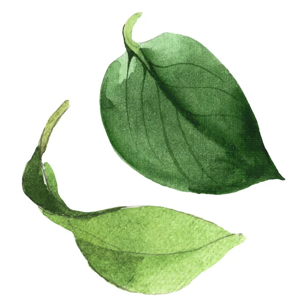 Camelia green leaves floral botanical flower. Watercolor background set. Isolated camelia illustration element. — Stock Photo