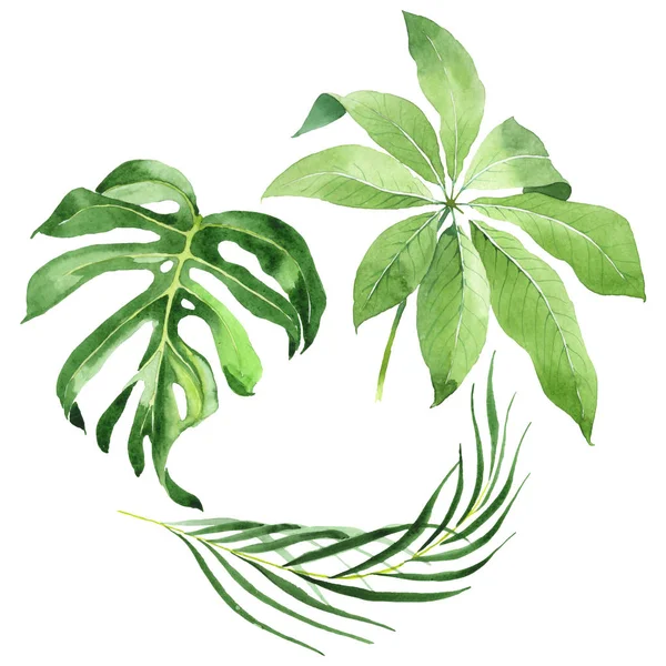 Folhas de palmeira exóticas tropicais havaianas verdes isoladas em branco. Conjunto de fundo aquarela . — Fotografia de Stock