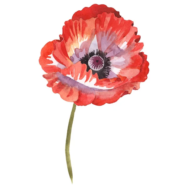 Red poppy isolated on white. Watercolor background illustration element. — Stock Photo