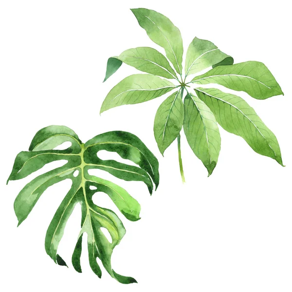 Esotiche foglie tropicali di palma verde hawaiano isolate su bianco. Set sfondo acquerello . — Foto stock