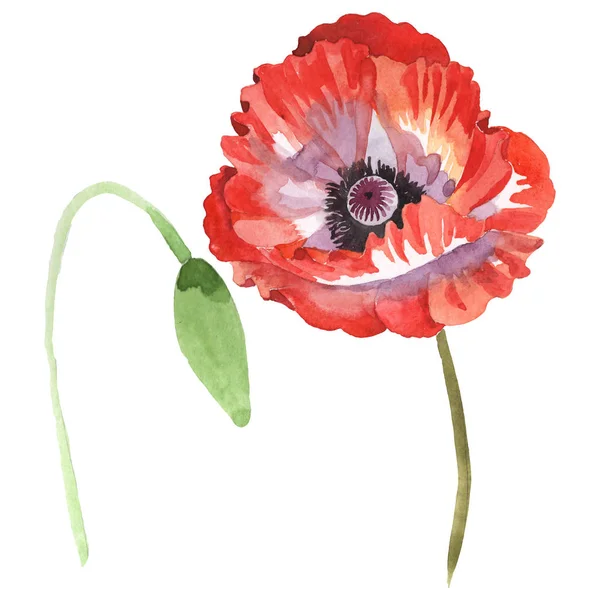 Rote Mohnblumen isoliert auf weiß. Aquarell Hintergrund Illustration Set. — Stockfoto