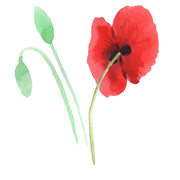 Red poppies isolated on white. Watercolor background illustration set. — Stock Photo