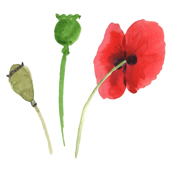 Rote Mohnblumen isoliert auf weiß. Aquarell Hintergrund Illustration Set. — Stockfoto