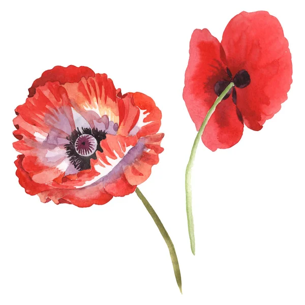 Amapolas rojas aisladas en blanco. Acuarela fondo ilustración conjunto . - foto de stock