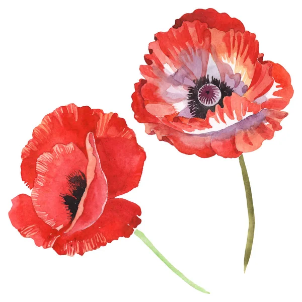 Amapolas rojas aisladas en blanco. Acuarela fondo ilustración conjunto . - foto de stock