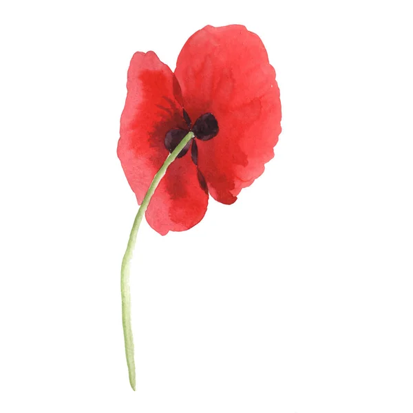 Red poppy isolated on white. Watercolor background illustration element. — Stock Photo