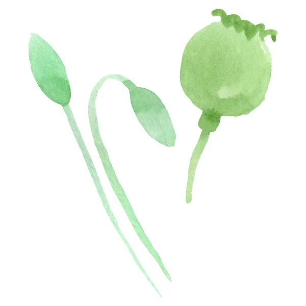 Germogli di papavero verde isolati su bianco. Set sfondo acquerello . — Foto stock