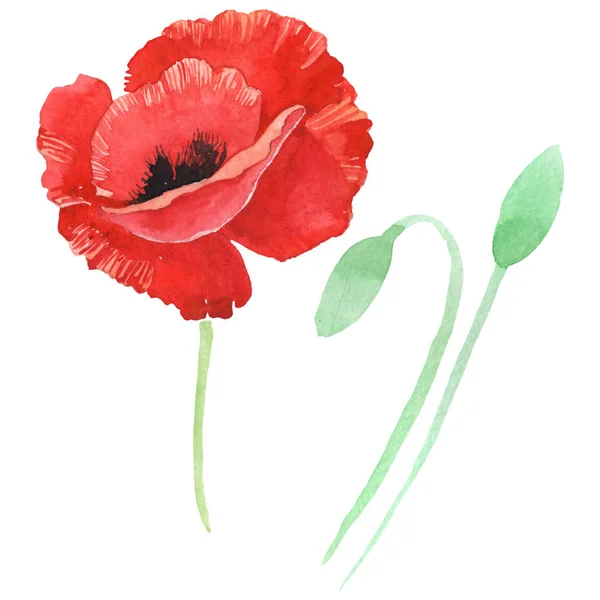 Red poppies isolated on white. Watercolor background illustration set. — Stock Photo