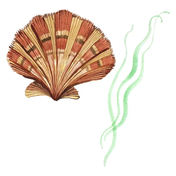 Concha e algas marinhas elementos tropicais isolados em branco. Conjunto de ilustração de fundo aquarela . — Fotografia de Stock