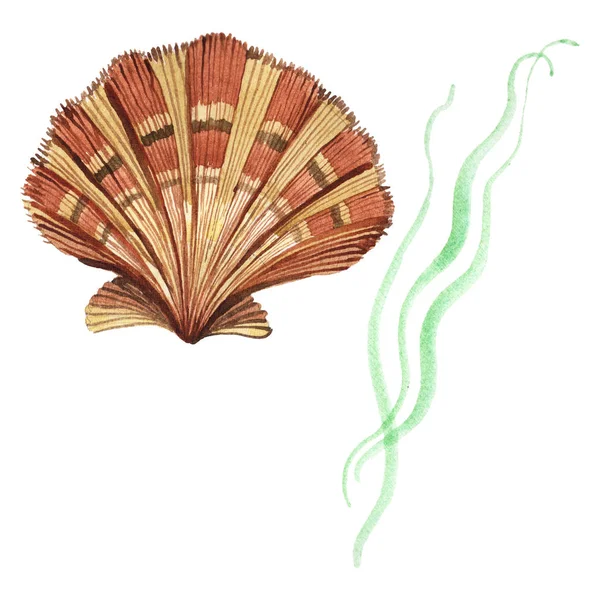 Seashell and seaweed tropical elements isolated on white. Watercolor background illustration set. — Stock Photo