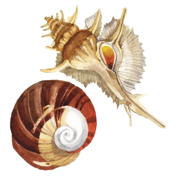 Seashells elementos tropicais isolados em branco. Conjunto de ilustração de fundo aquarela . — Fotografia de Stock