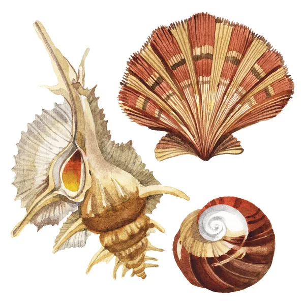 Seashells elementi tropicali isolati su bianco. Acquerello sfondo illustrazione set . — Foto stock