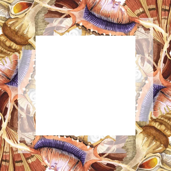 Tropical seashells isolated on white. Watercolor background illustration set. Frame with copy space. — Stock Photo