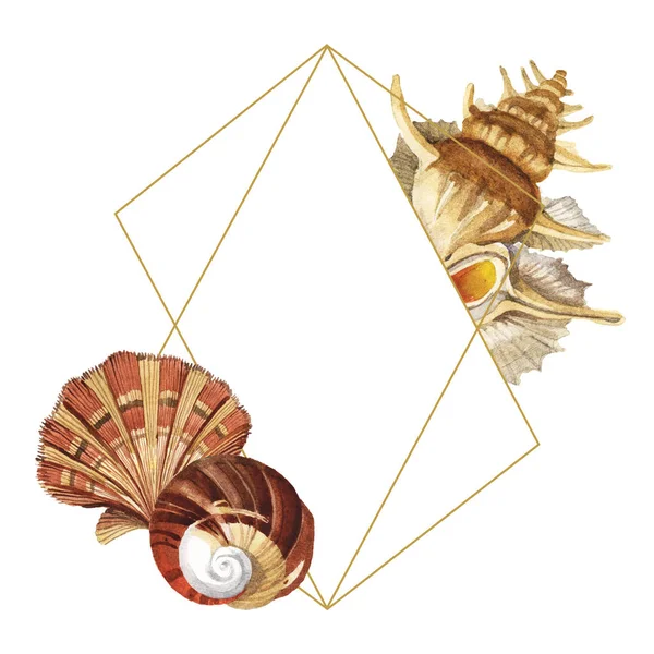 Tropische Muscheln isoliert auf weiß. Aquarell Hintergrundillustration Set. Rahmen mit Kopierraum. — Stockfoto