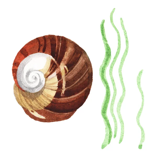 Seashell e gli elementi tropicali di alghe marine isolati su bianco. Acquerello sfondo illustrazione set . — Foto stock