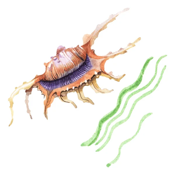 Concha e algas marinhas elementos tropicais isolados em branco. Conjunto de ilustração de fundo aquarela . — Fotografia de Stock