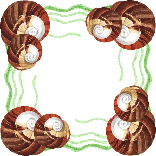 Тропічні черепашки з зеленими водоростями ізольовані на білому. Набір ілюстрацій для акварельного фону. Рамка з пробілом для копіювання . — стокове фото