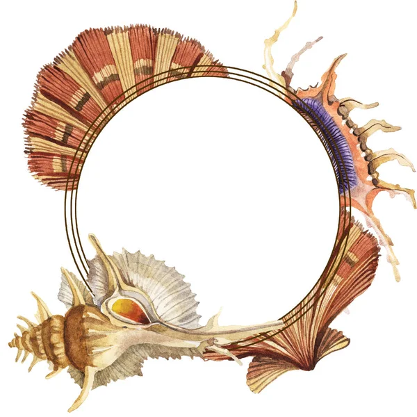 Coquillages tropicaux isolés sur blanc. Ensemble d'illustration de fond aquarelle. Cadre avec espace de copie . — Photo de stock